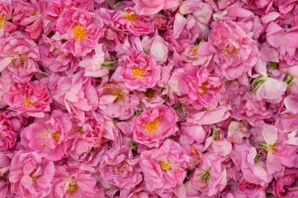 پخش گلاب عیار ۴۰ در کاشان با قیمت ارزان